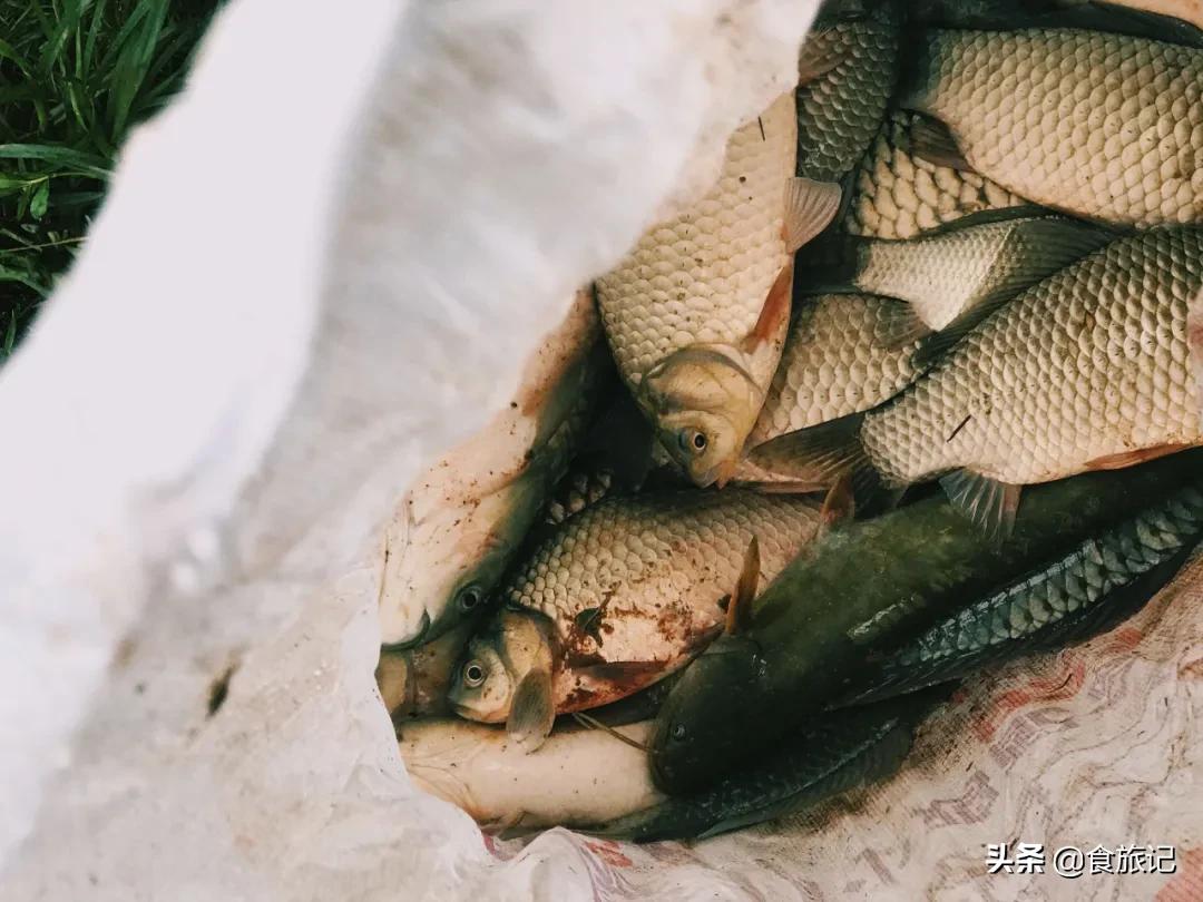 青田的青田,青田是中国的华侨之乡