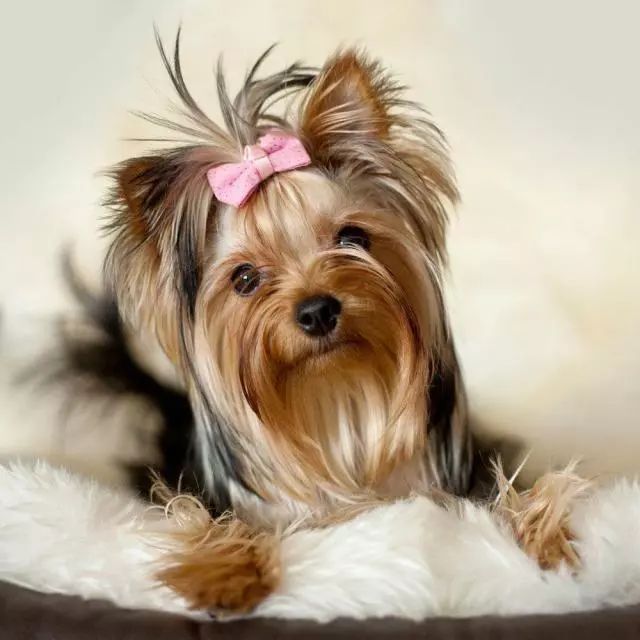 约克夏犬为啥那么多人养,为什么说约克夏是最难养的狗