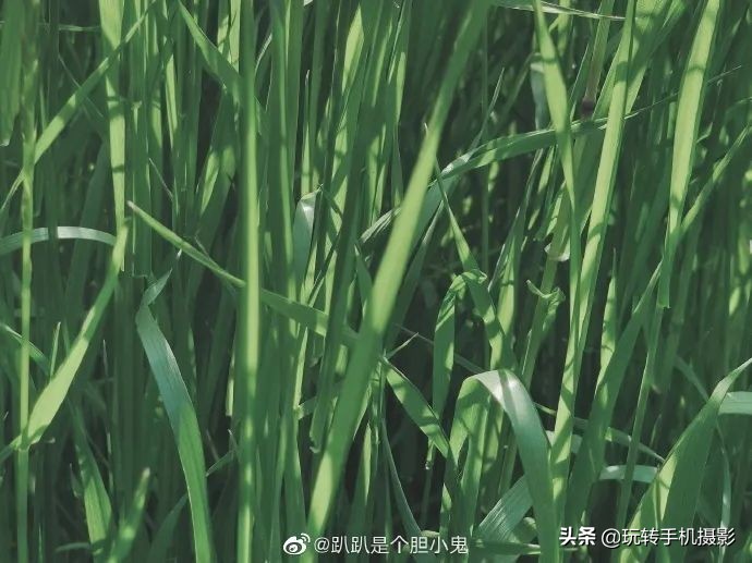 小米手机拍不了横屏照片,小米手机拍不出原有颜色