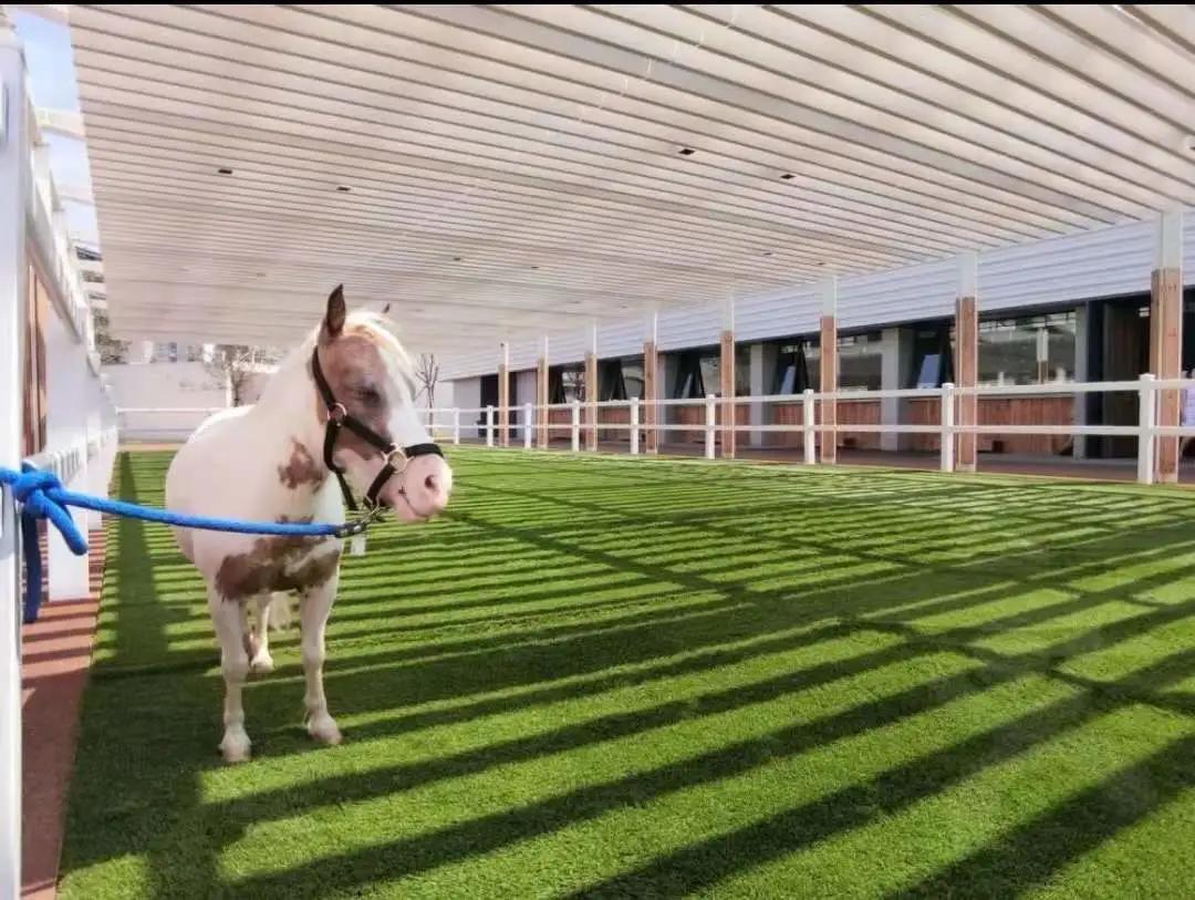 秦皇岛昌黎马术俱乐部,秦皇岛马术训练营