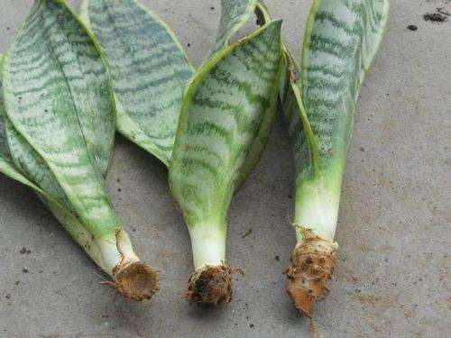 虎皮兰烂根了用什么方法处理,虎皮兰烂根后的补救方法