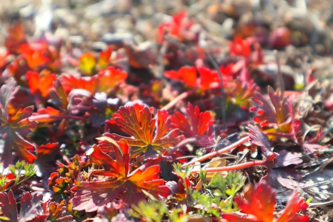 草木人间的丁香花,草木人间夏天