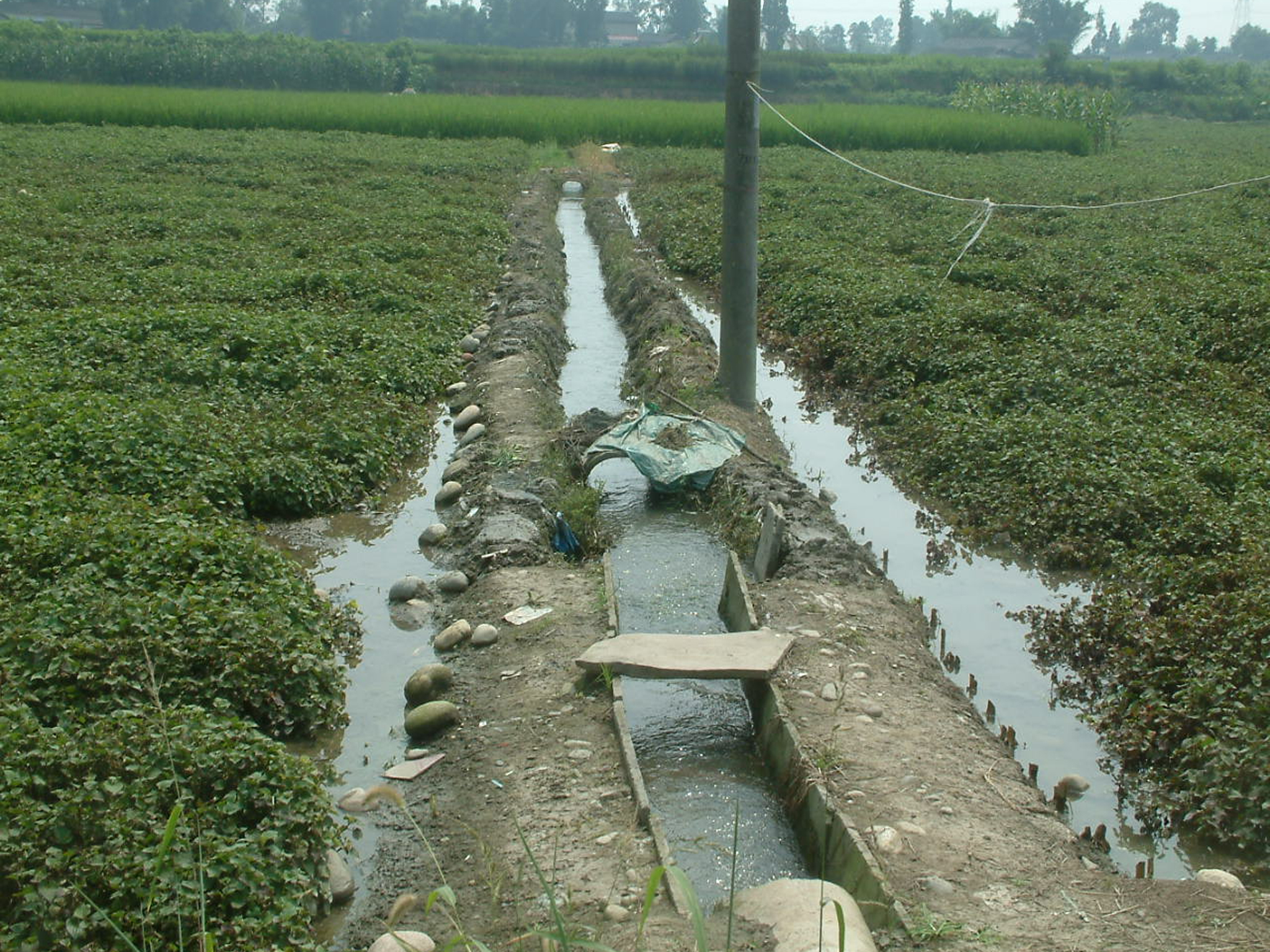 鱼腥草无公害丰产栽培技术,鱼腥草栽培