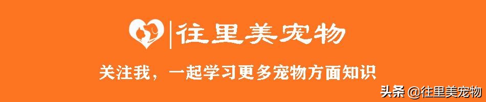 宠物鸟的饲养方法大全,养宠物鸟吃什么调理