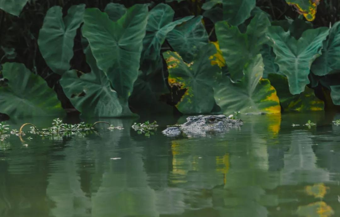 *局骗**和微笑,3000元带你体验双面尼泊尔