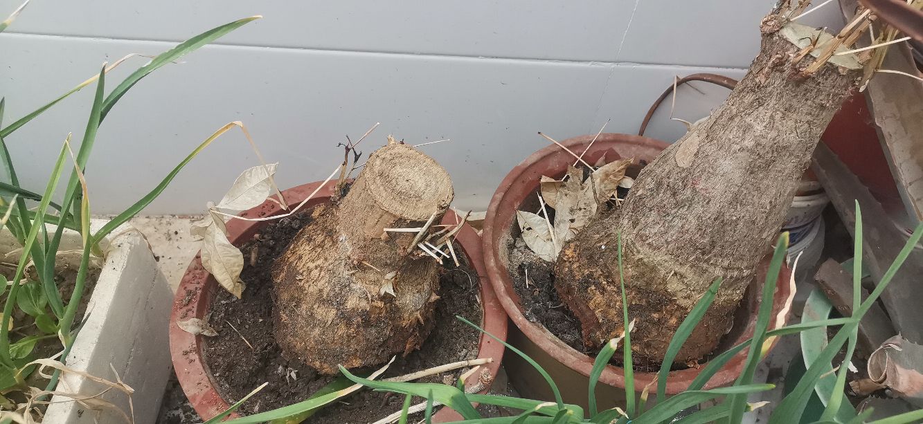 发财树怎样养成啤酒肚,发财树