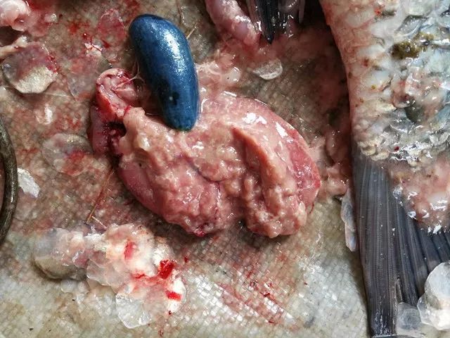 养殖草鱼起浮正常吗,养殖草鱼怎么样护肝