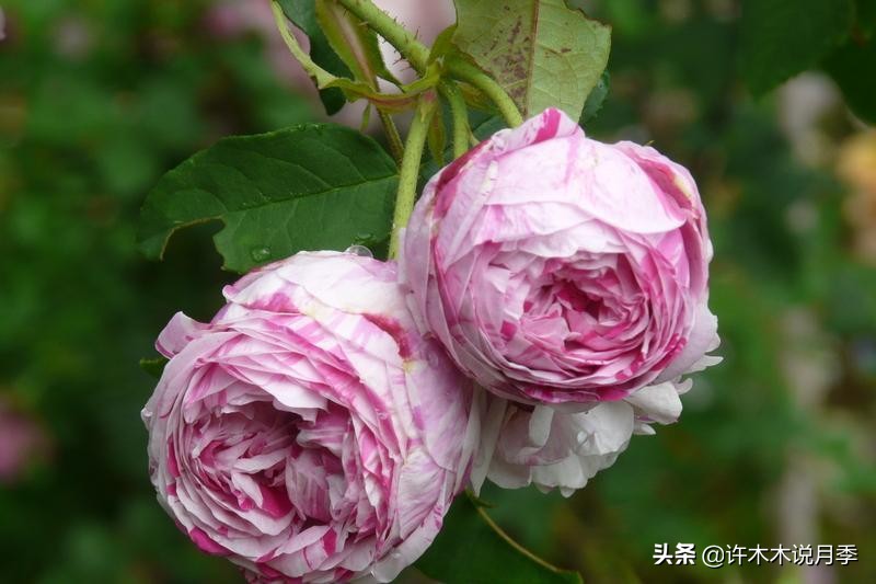 最漂亮10种藤本月季品种,50个经典藤本月季品种推荐