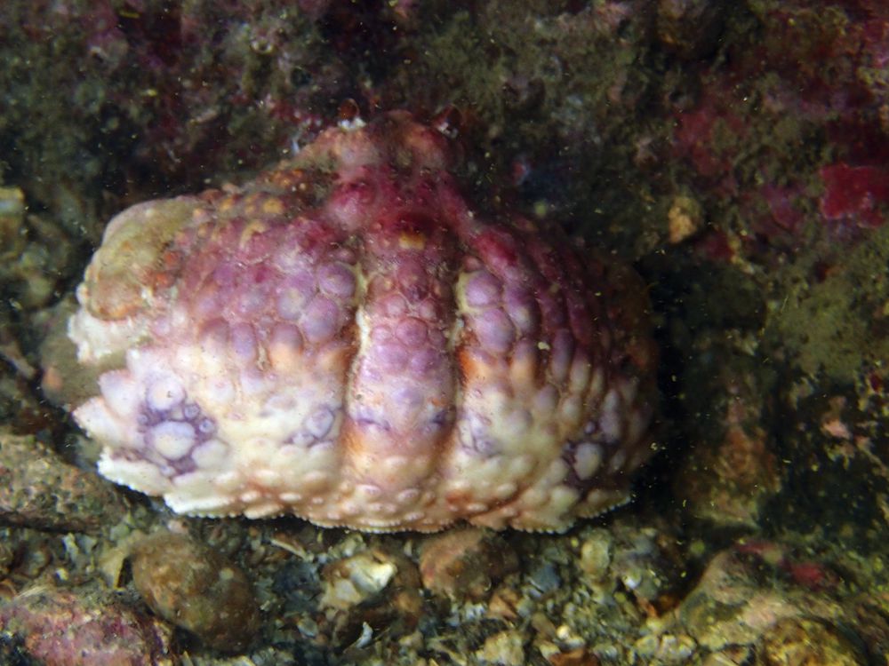 深圳海滩螃蟹品种,深圳海边的螃蟹品种