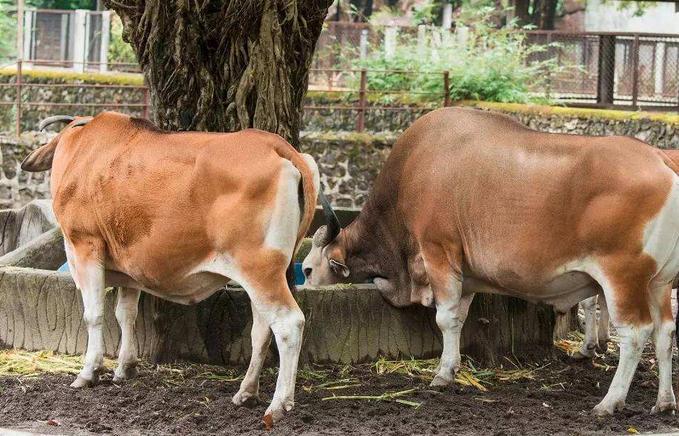 牛消瘦了怎么办,牛食欲下降的处理方法