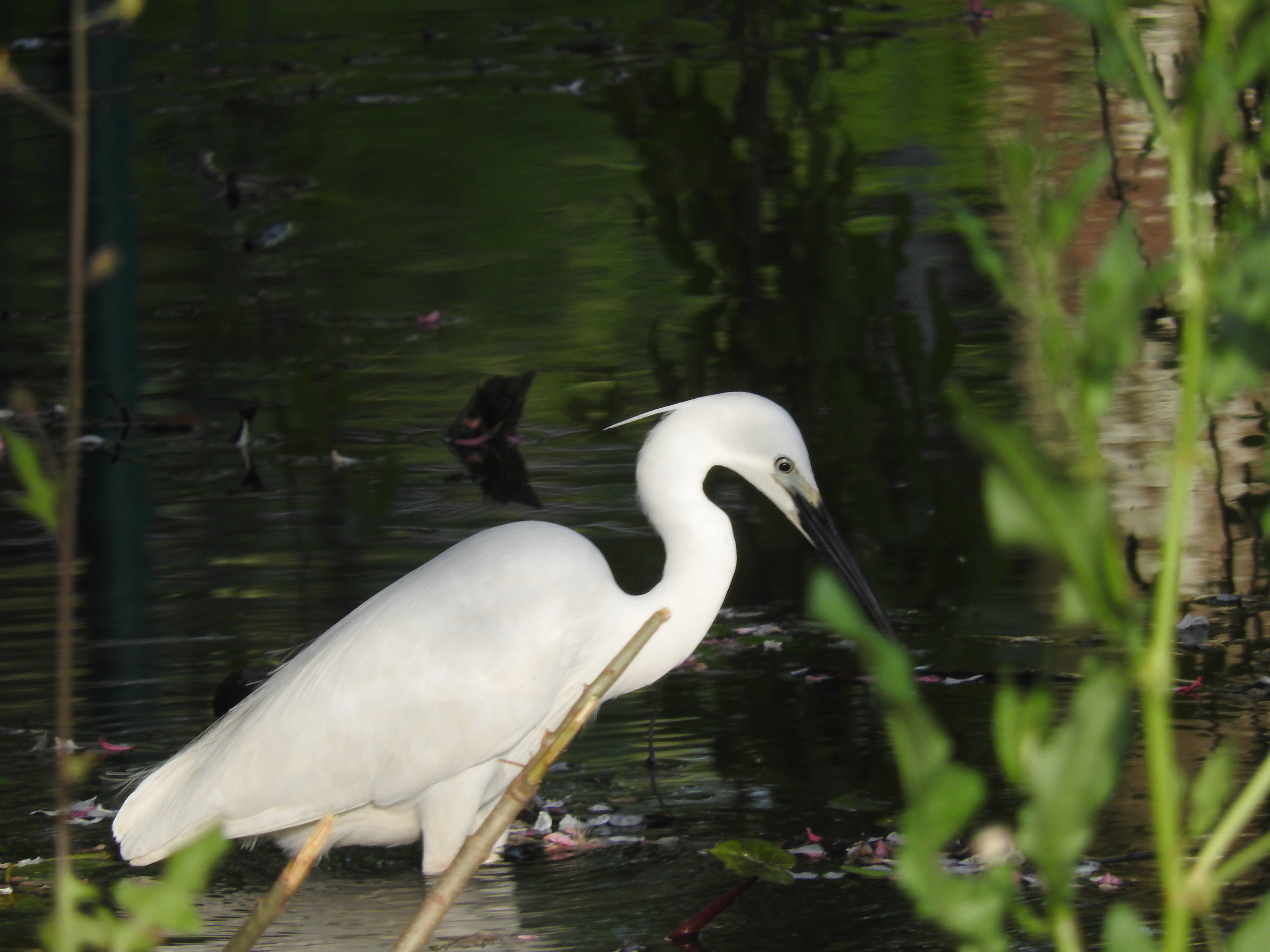 浣犵湡鐨勮璇嗘捣楦ュ悧,浣犵湡鐨勮璇嗚崰鑿滃悧