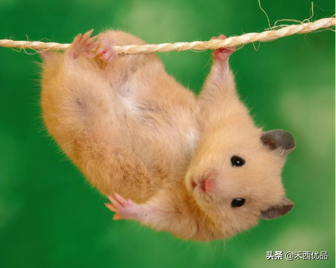 喂仓鼠用什么粮食最好,科学喂养仓鼠要准备哪些东西