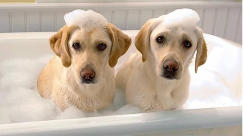 怎样防止狗狗生理期乱舔,狗狗生理期怎么能让它不叫