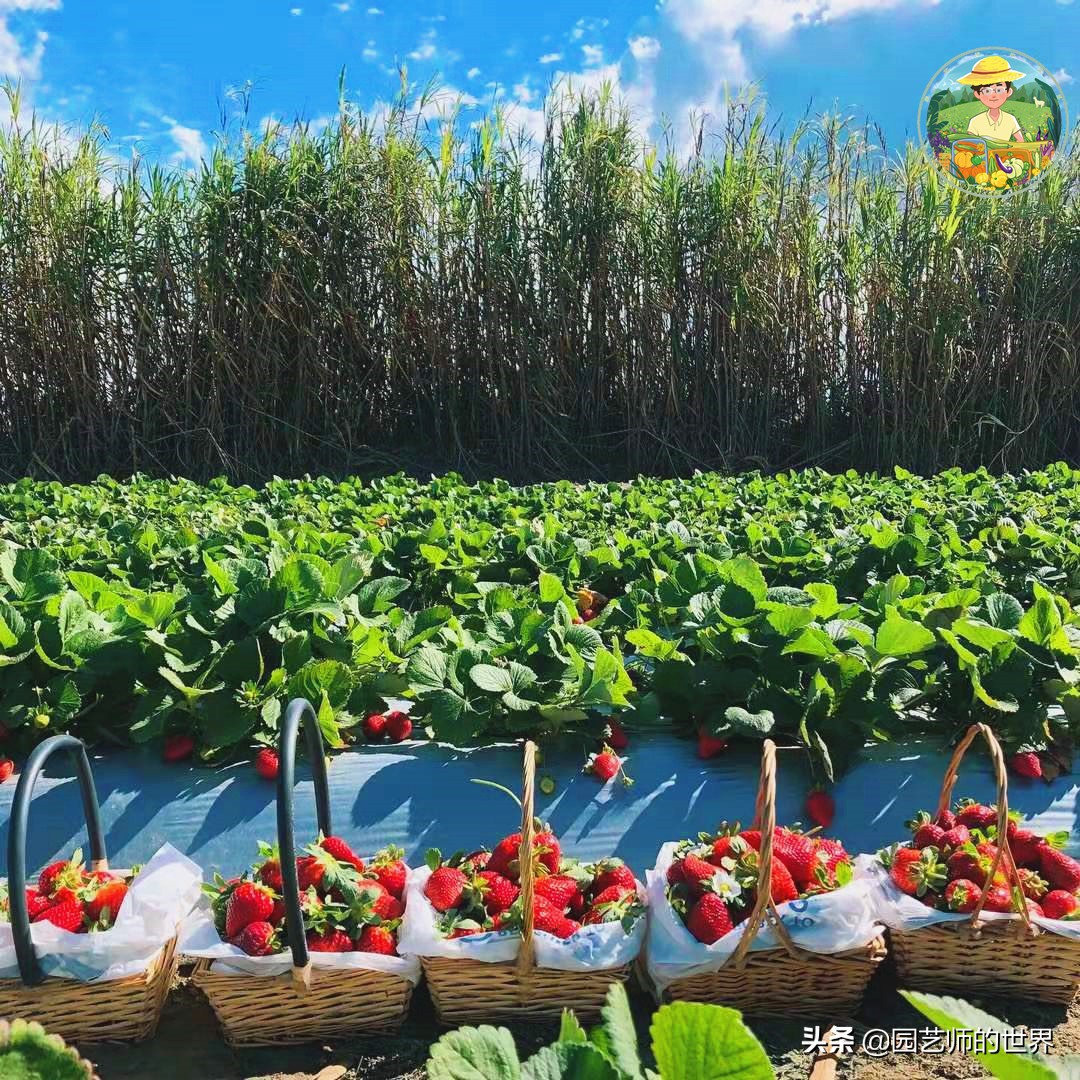 夏季草莓还能开花结果吗,草莓夏季高产