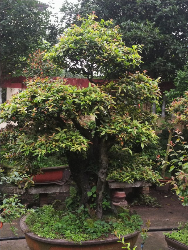 金弹子公桩怎么养开花,金弹子公桩几年能开花