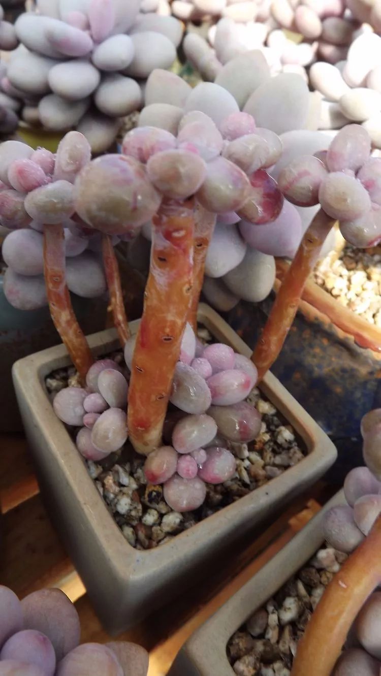 爱机车，爱多肉，宝妈花姐的诗和远方