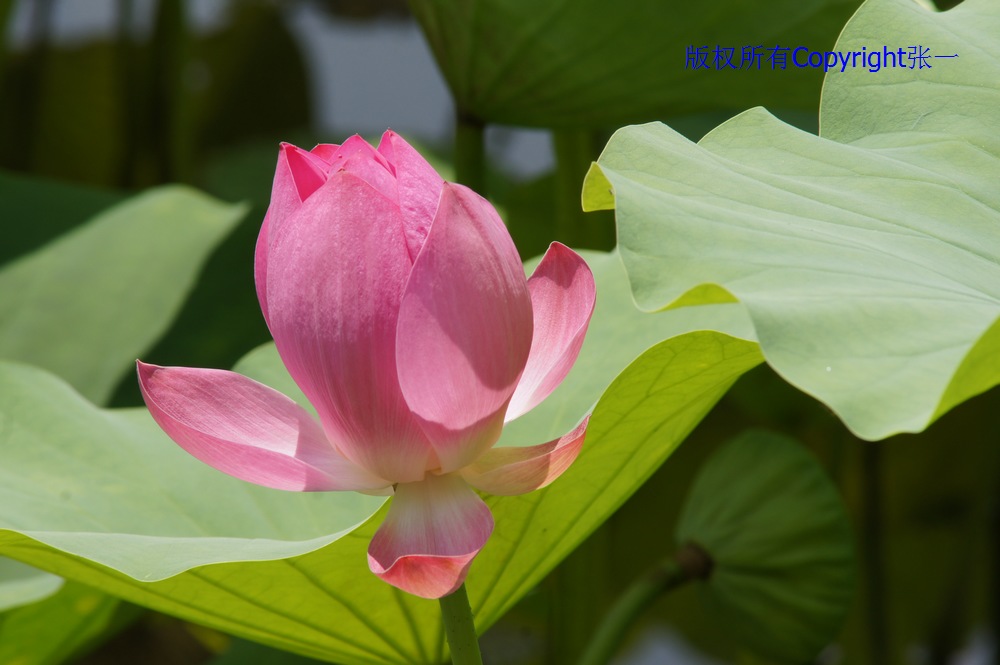 北京紫竹院的荷花：德国Pentacon与日本Minolta镜头实拍对比