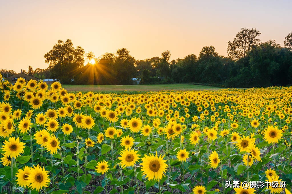 拍向日葵的教程,向日葵拍花技巧
