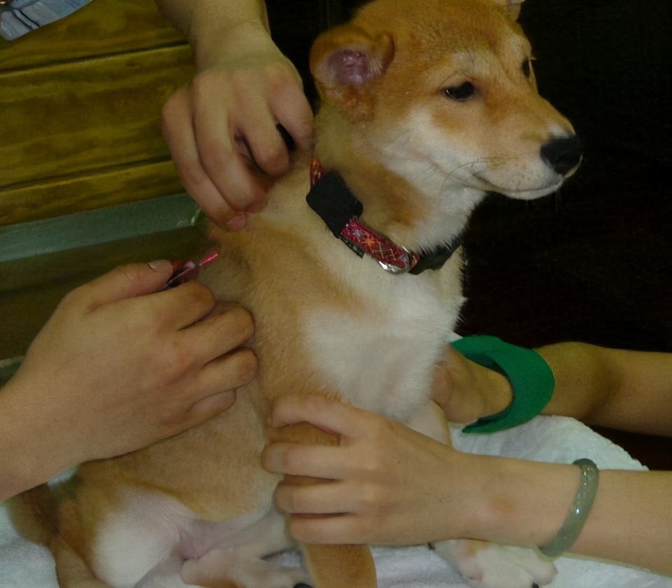 狗狗被跳蚤咬了身上有血痂怎么办,狗狗有跳蚤怎么办