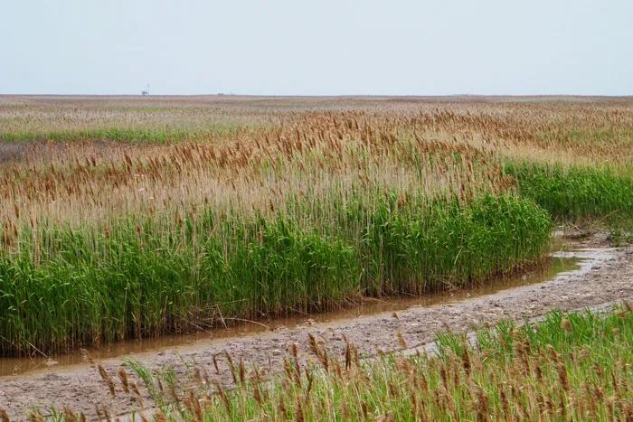 江苏射阳30米巨蟒,江苏射阳出现巨蟒了吗