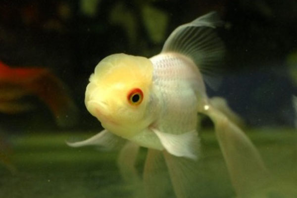 非常好看又好养的金鱼品种,各种金鱼的品种大全图片