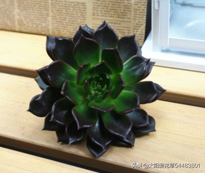 黑王子怎么养护多肉,夏季怎么养多肉黑法师避免成光杆