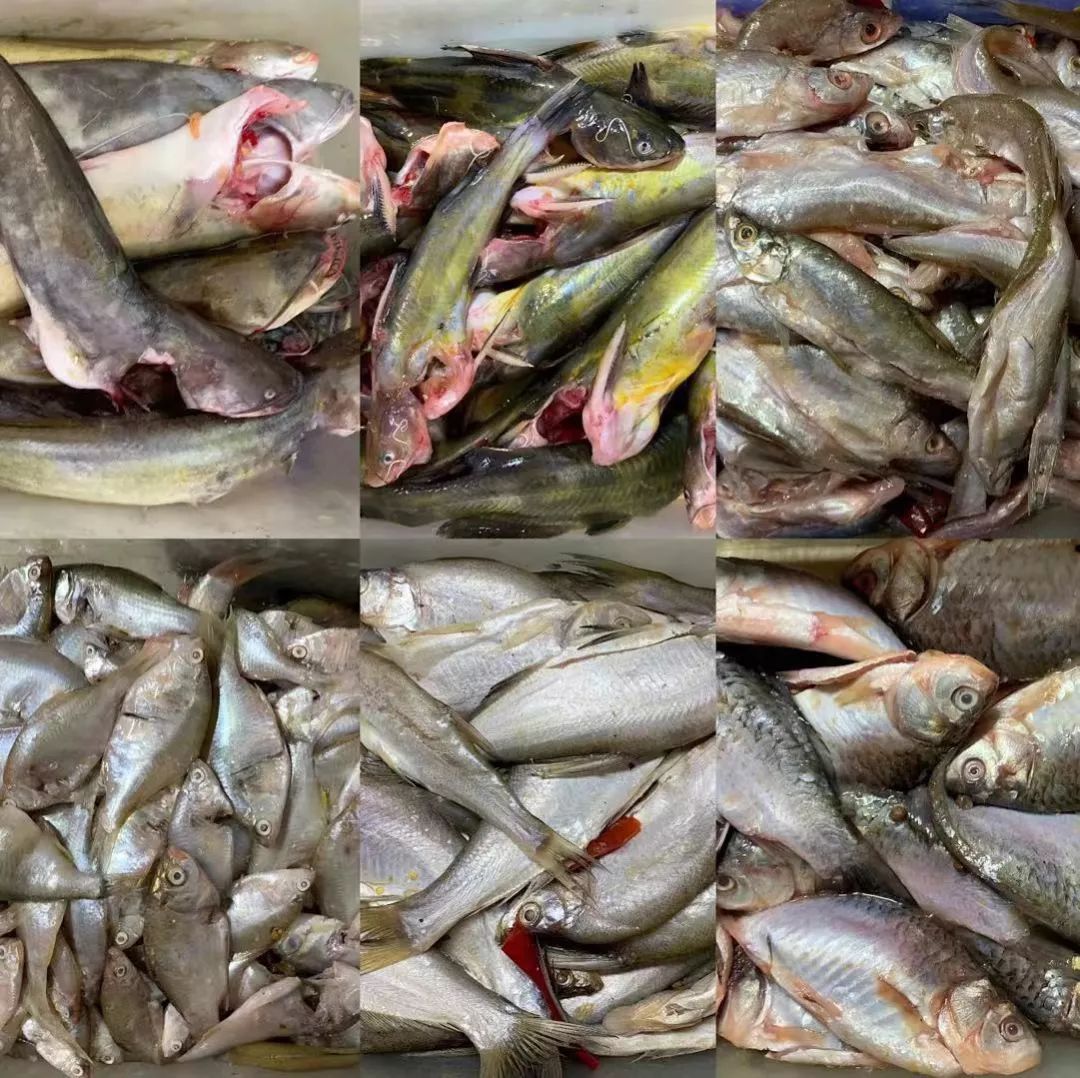 长春哪能吃到满汉全席的菜,长春好吃的鱼馆排行榜