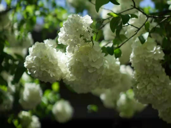 琼花开在什么地方,琼花盛开的地方