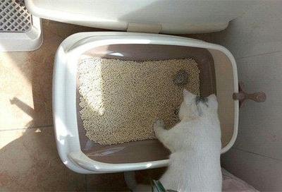 猫咪总是吃猫砂怎么解决,为什么猫咪吃猫砂