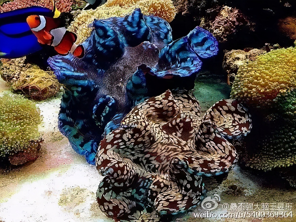 王昱珩上学经历,清华毕业的王昱珩