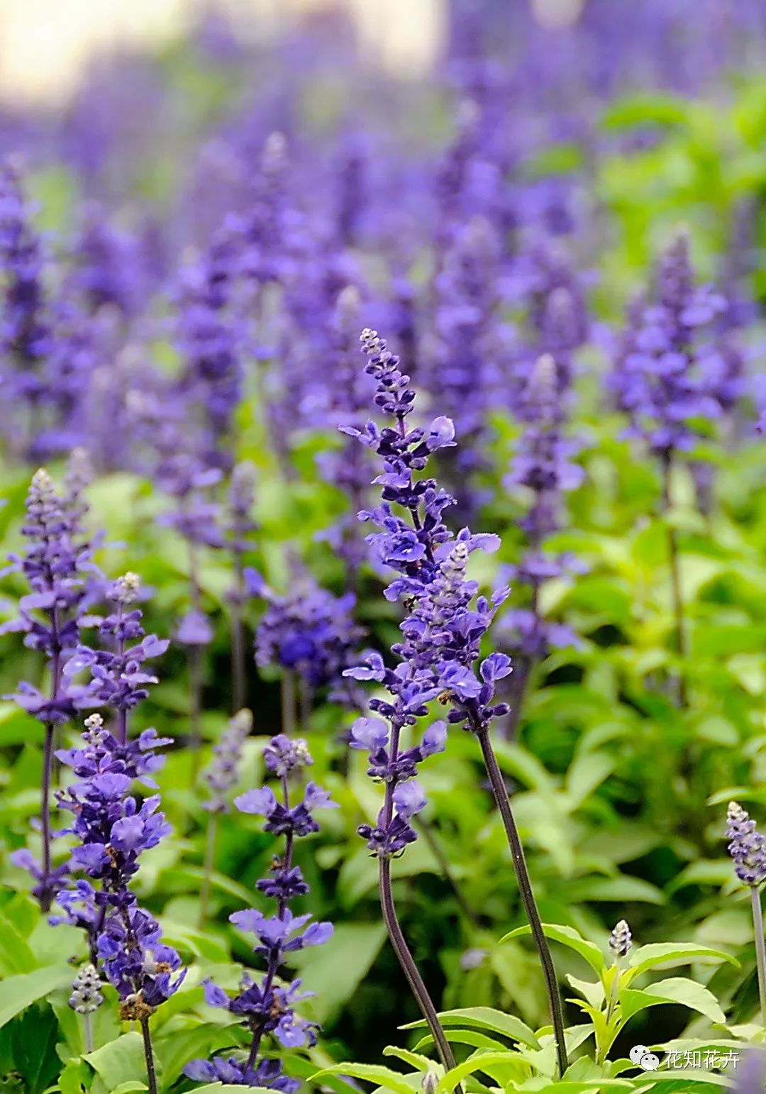 衣草精油真假辨别方法视频,薰衣草真假辨别图解大全