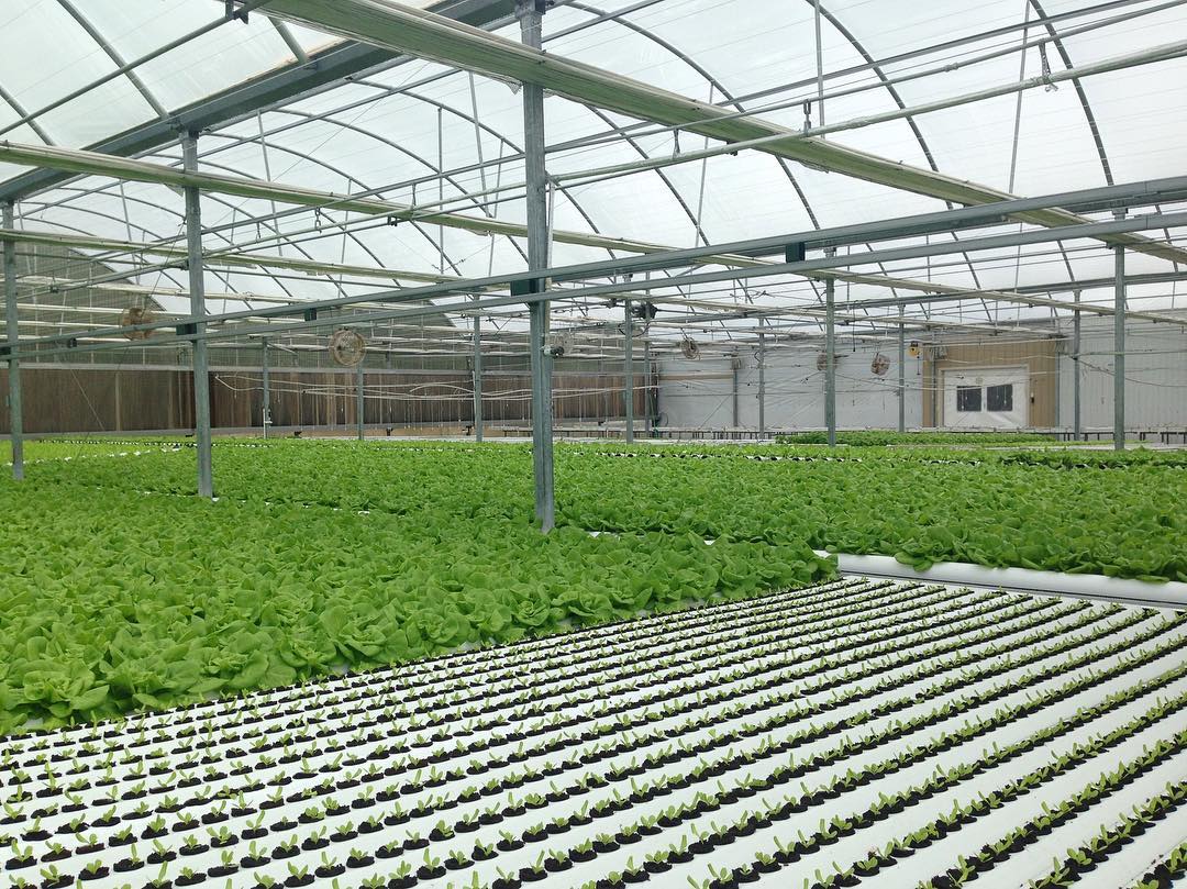 轻钢结构连栋薄膜温室大棚,连栋大棚建造全过程