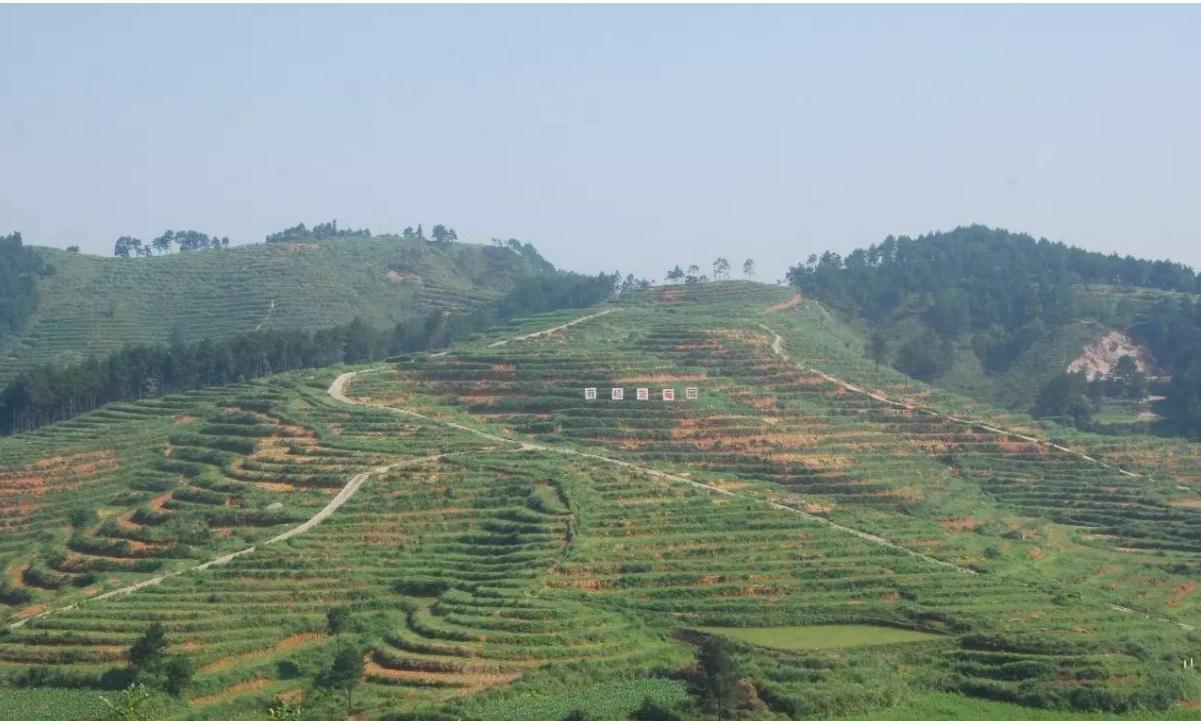 90后小伙种上百亩野果覆盆子,种植一年就可以挂果的蓝莓