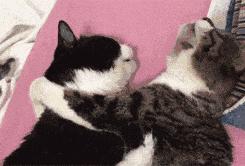 猫：这辈子亲过最狠的嘴…都看见嗓子眼儿了