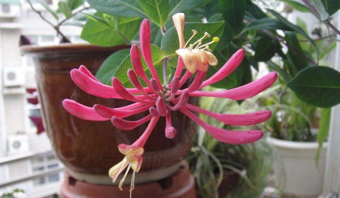 盆栽金银花怎么养老桩,四季金银花什么时候开花花期多久