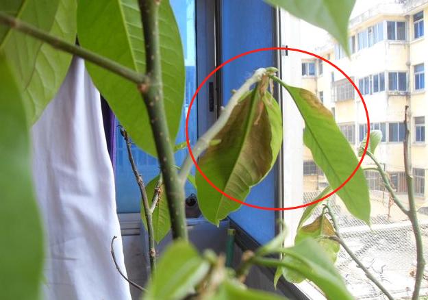 白玉兰黑叶,黑叶白玉兰救活方法