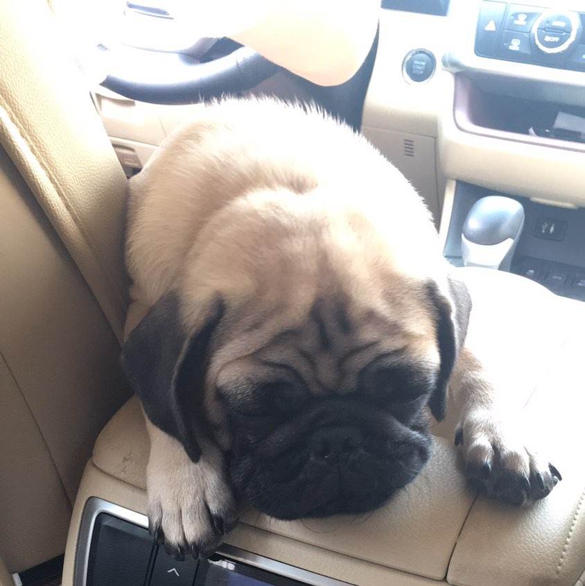 困成狗是什么样子,看看你家小狗的睡姿