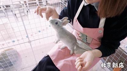 北京有没有撸猫的地方,福州撸兔兔的店
