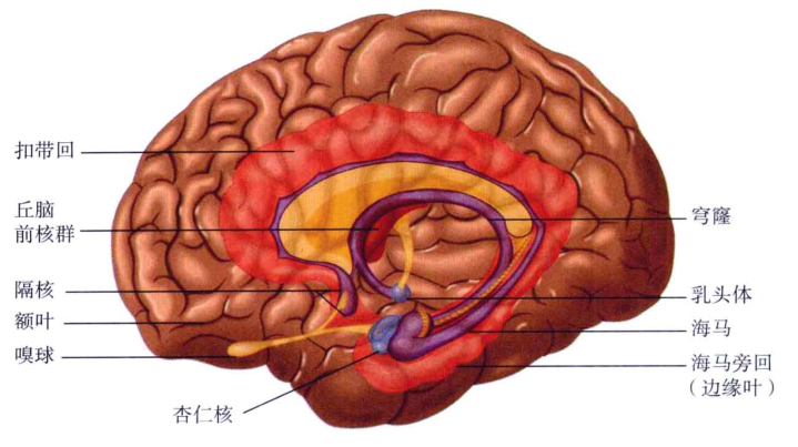 心理学的生物学基础知识,生物心理学知识书籍