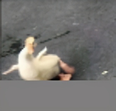 https工作原理,http请求的过程与原理