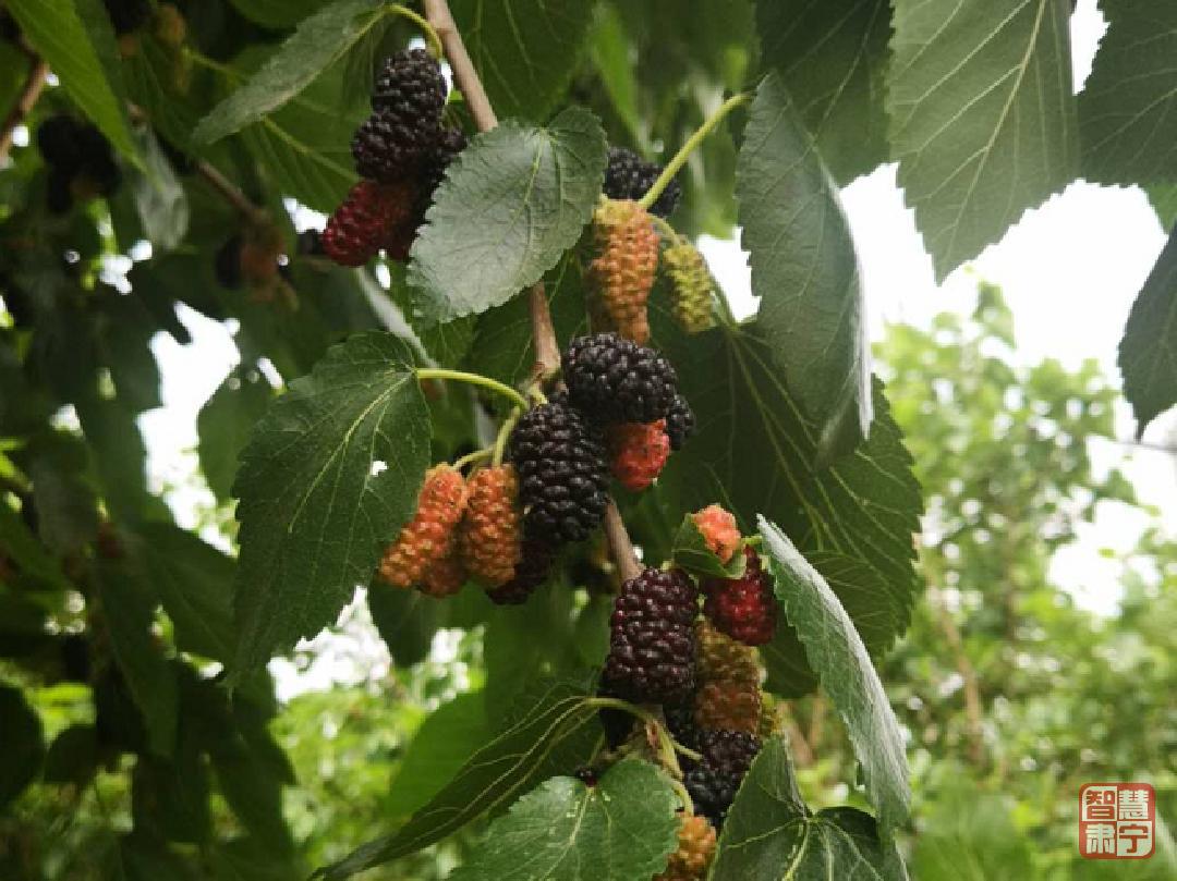 媒体看肃宁：林中有景林下生财