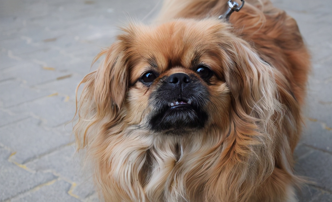 狗子很凶经常咬人怎么办,狗子经常打会记仇吗