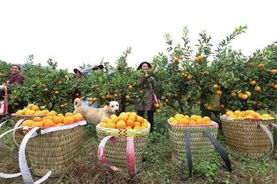 缅甸水果运回国,缅甸水果在清关路上