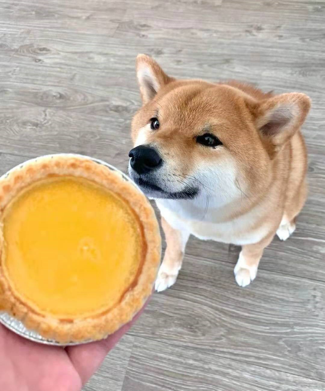 柴犬去哪里买才安全不会咬人,买柴犬需要买什么