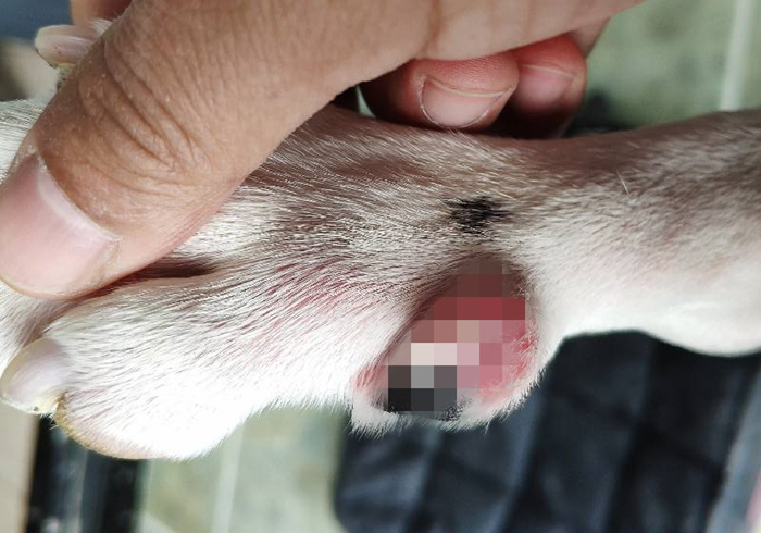 狗狗趾间发炎,狗狗真菌感染皮肤发炎了怎么办