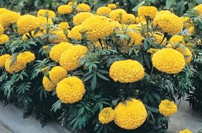 万寿菊感染斑枯病和花腐病,掌握这五个办法,枯萎病斑立马褪散