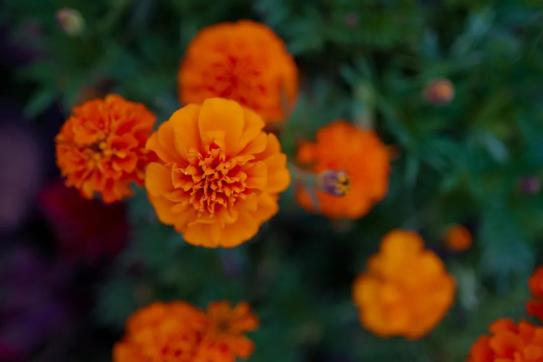 藏不住了！国庆苏州这片花海美哭了！大人小孩玩到不想走