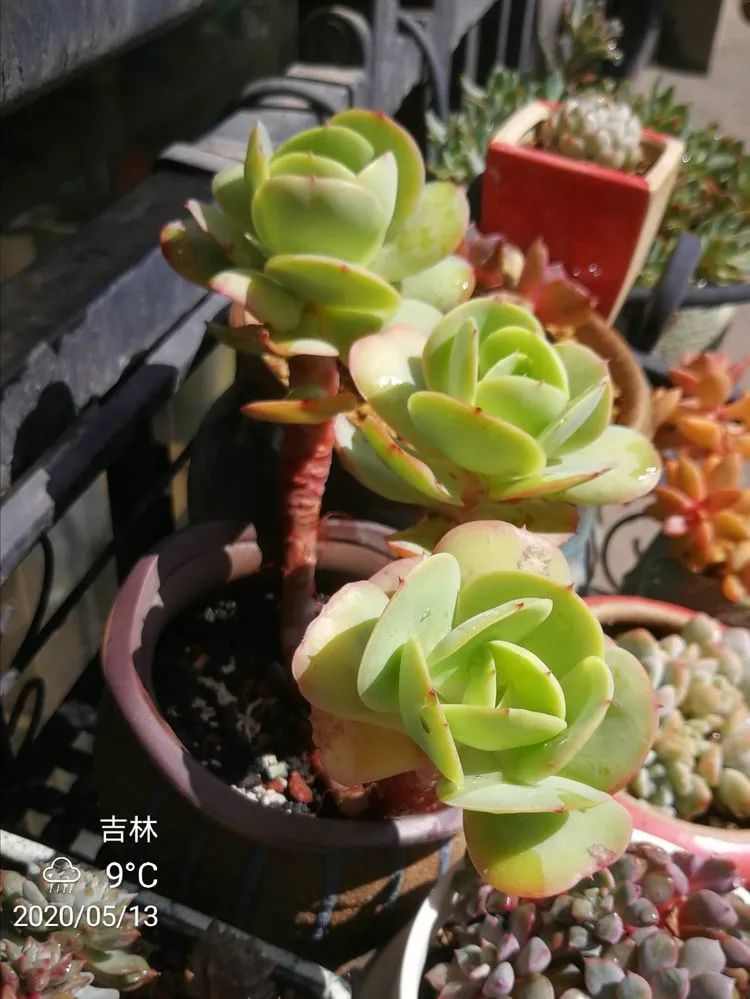 养多肉的人生感悟,人生如同养花