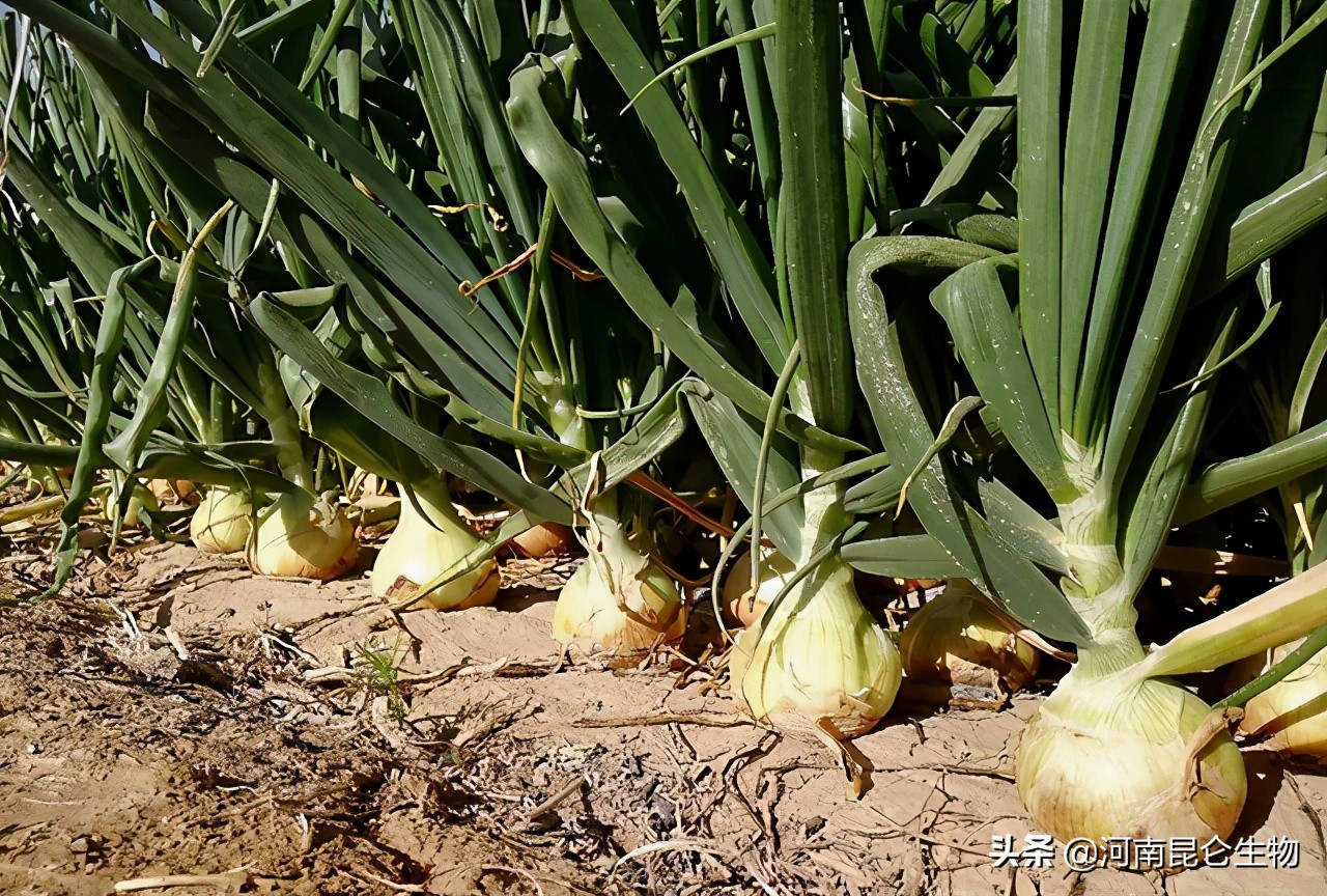 洋葱烂根的治疗方法,洋葱苗干尖黄叶用什么药