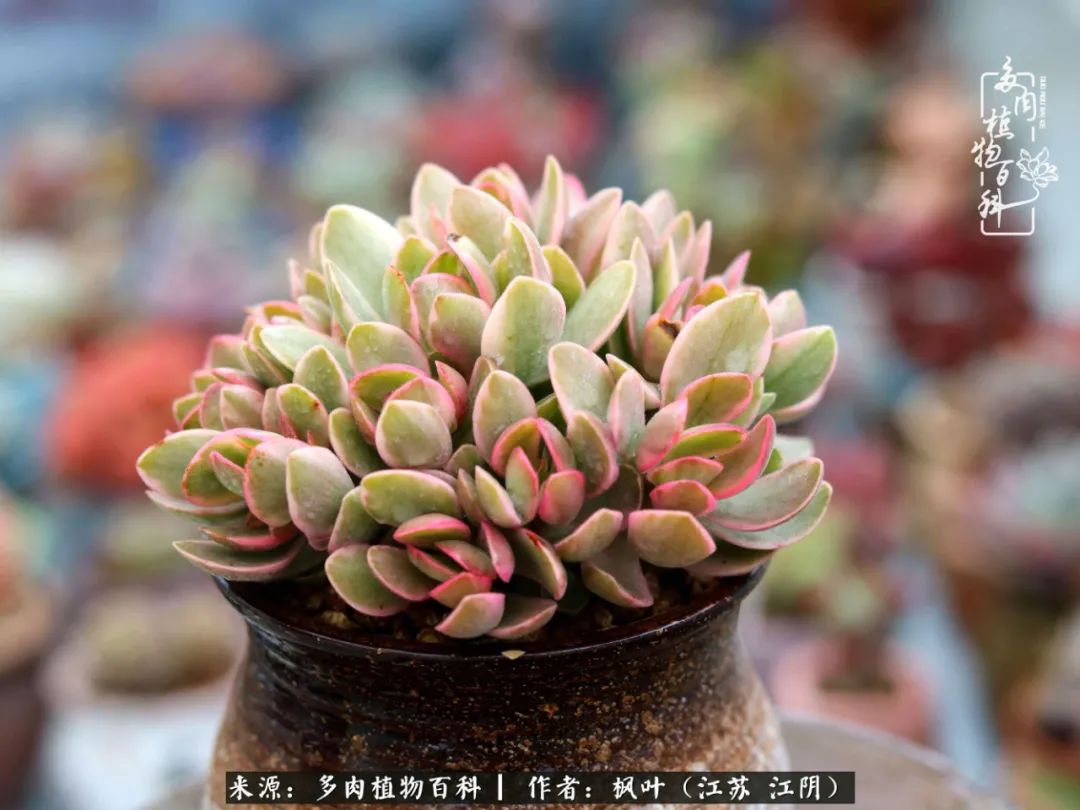 春有约,花不误,多肉与春天有个约会